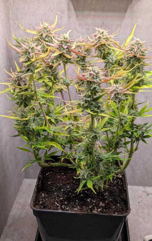 Skunk Auto Fast Buds Mini Grow. Week 11 - Day 77