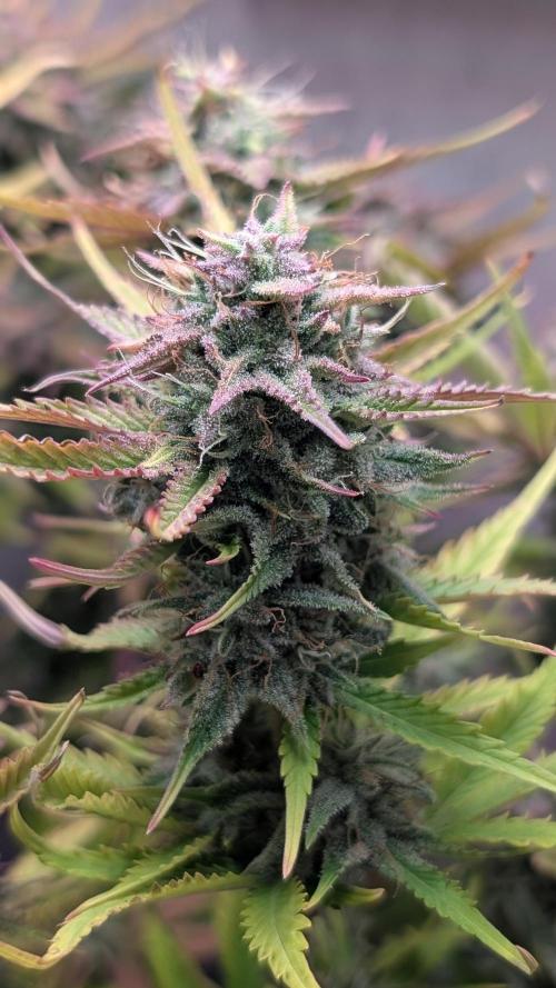 Skunk Auto Fast Buds Mini Grow. Week 11 - Day 77