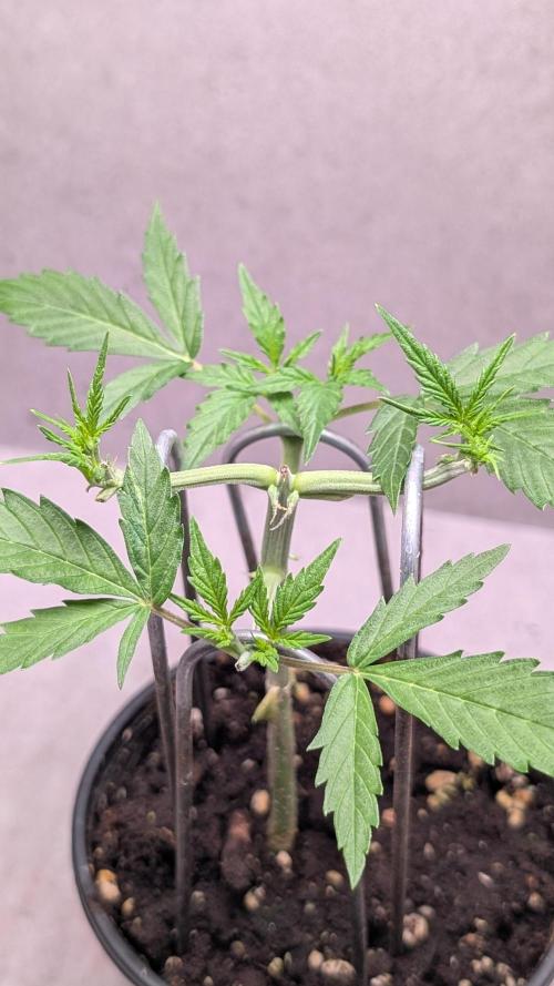 Hindu Kush Auto Sensi Seeds. Week 4 - Day 27