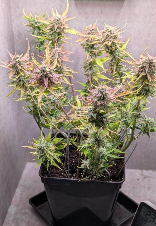 Skunk Auto Fast Buds Mini Grow. Week 12 - Day 78