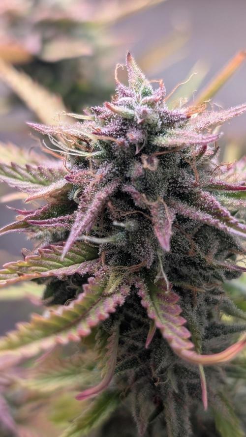 Skunk Auto Fast Buds Mini Grow. Week 12 - Day 78