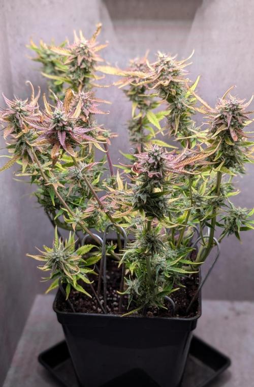 Skunk Auto Fast Buds Mini Grow. Week 12 - Day 79