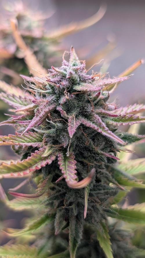 Skunk Auto Fast Buds Mini Grow. Week 12 - Day 79