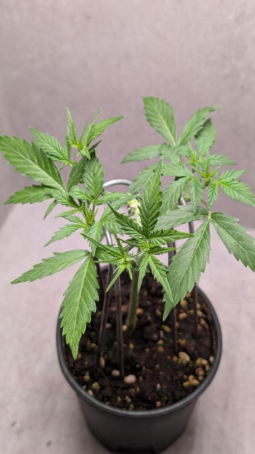 Hindu Kush Auto Sensi Seeds. Week 4 - Day 28