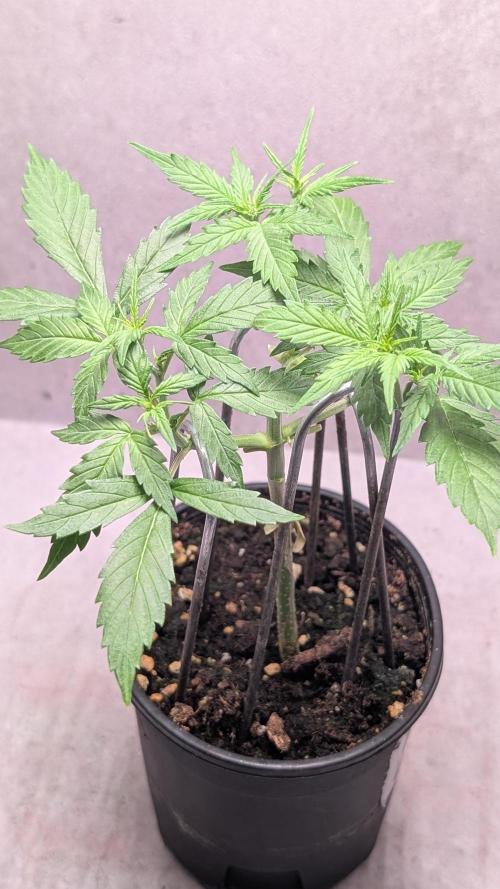 Hindu Kush Auto Sensi Seeds. Week 5 - Day 29