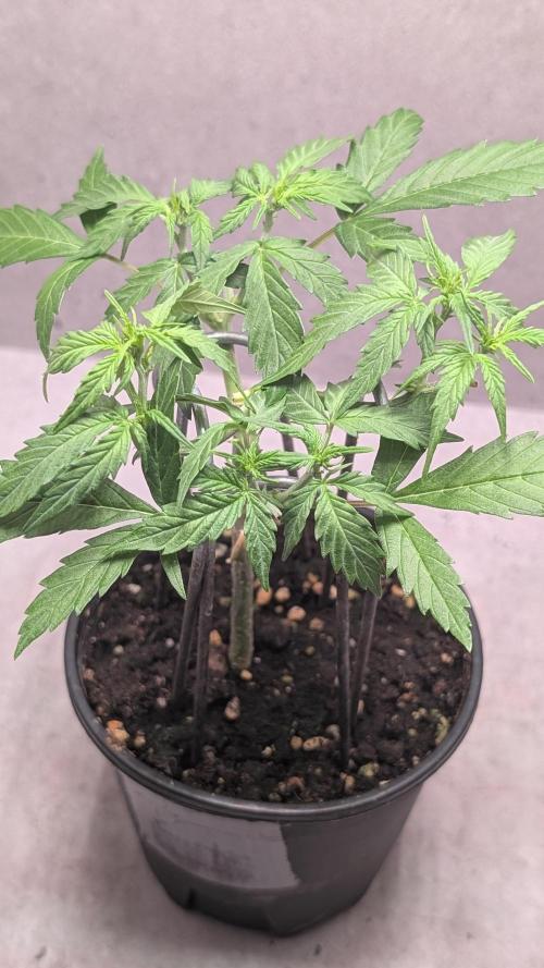 Hindu Kush Auto Sensi Seeds. Week 5 - Day 30