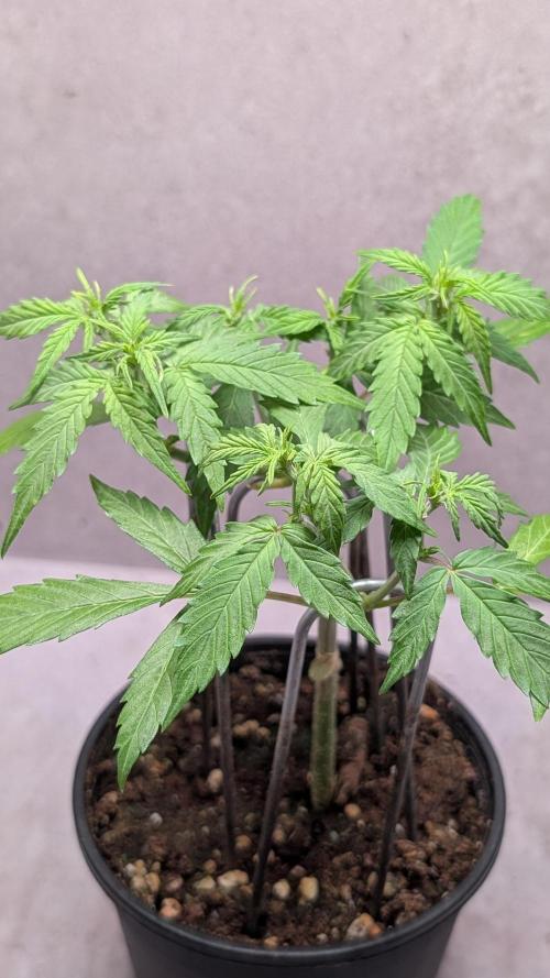 Hindu Kush Auto Sensi Seeds. Week 5 - Day 32