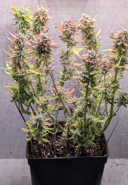 Skunk Auto Fast Buds Mini Grow. Week 12 - Day 83