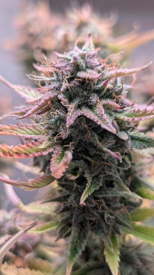 Skunk Auto Fast Buds Mini Grow. Week 12 - Day 83