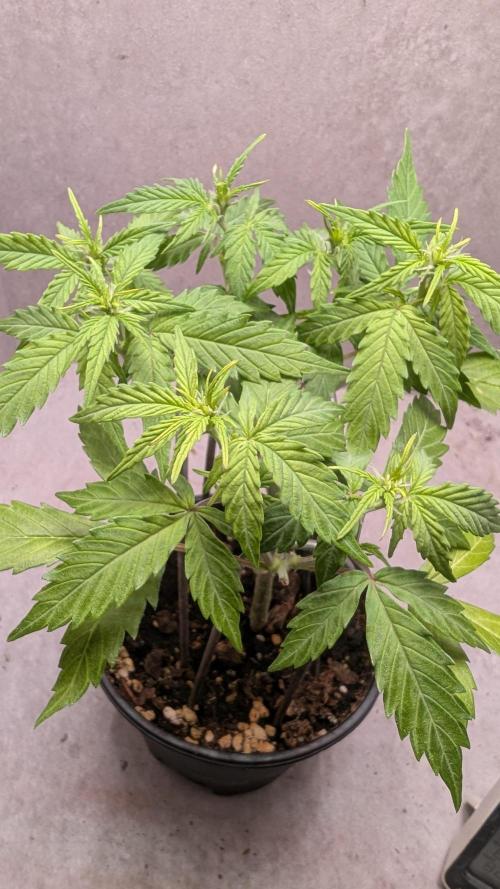 Hindu Kush Auto Sensi Seeds. Week 5 - Day 33