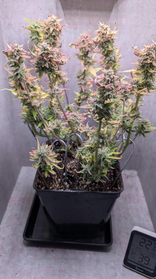 Skunk Auto Fast Buds Mini Grow. Week 13 - Day 85