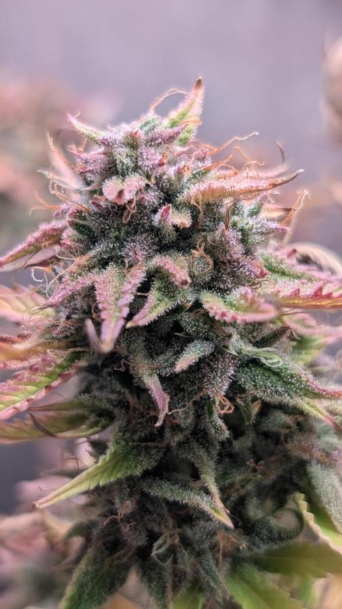 Skunk Auto Fast Buds Mini Grow. Week 14 - Day 85 