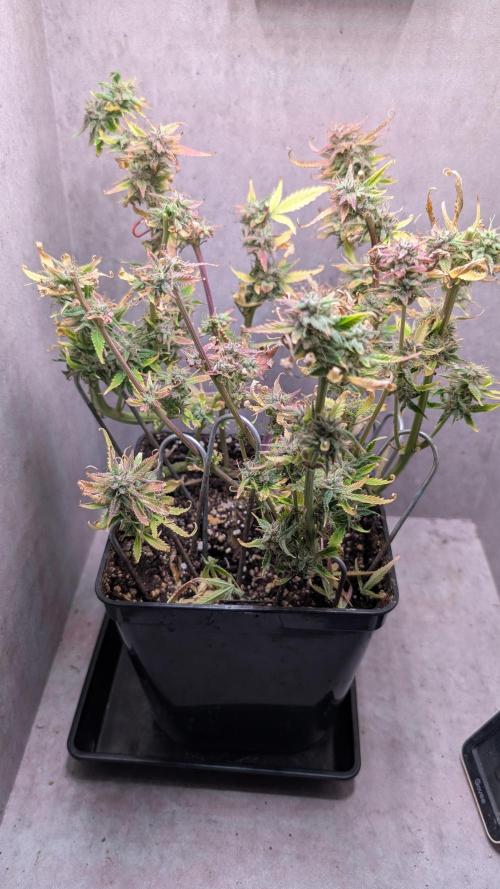 Skunk Auto Fast Buds Mini Grow. Week 14 - Day 85 