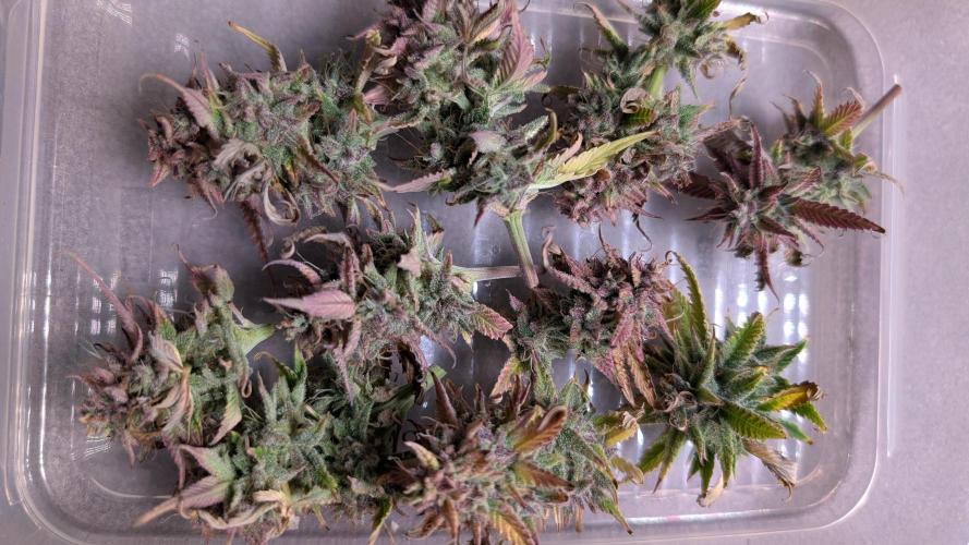 Skunk Auto Fast Buds Mini Grow. Week 14 - Day 85 