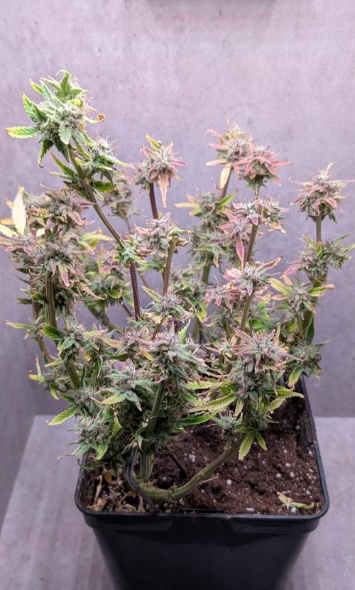 Skunk Auto Fast Buds Mini Grow. Week 14 - Day 87