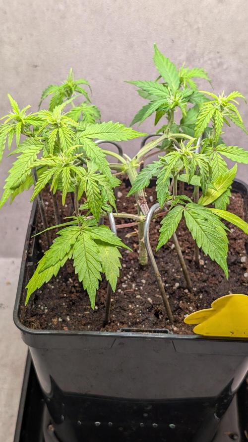 Hindu Kush Auto Sensi Seeds. Week 6 - Day 36