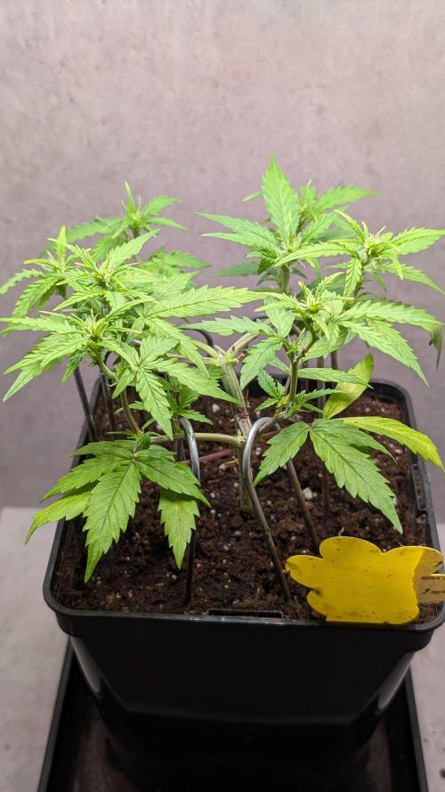 Hindu Kush Auto Sensi Seeds. Week 6 - Day 37