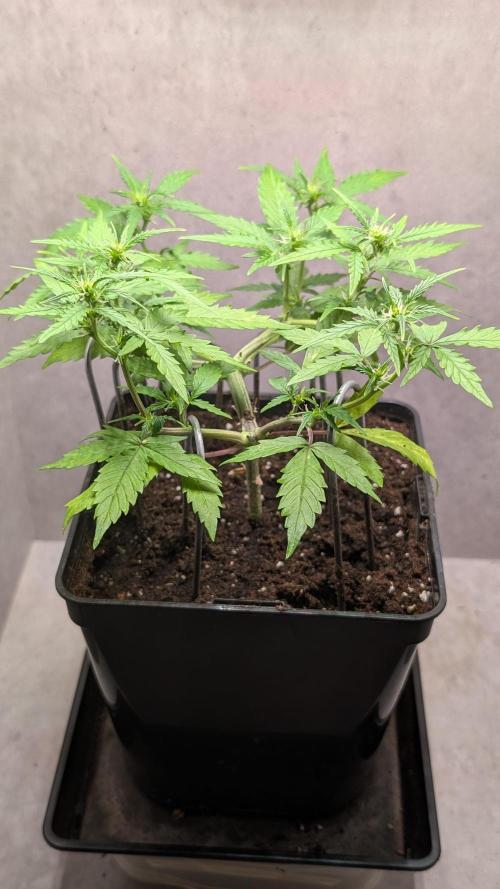 Hindu Kush Auto Sensi Seeds. Week 6 - Day 38