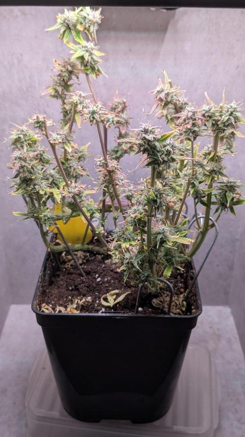 Skunk Auto Fast Buds Mini Grow. Week 14 - Day 88