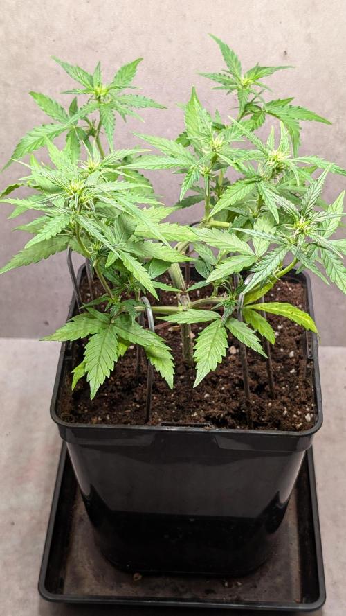 Hindu Kush Auto Sensi Seeds. Week 6 - Day 39