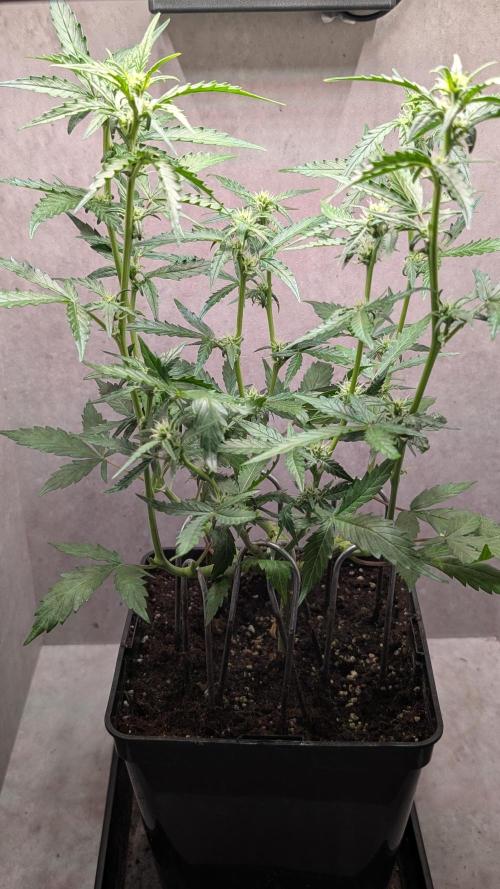 Hindu Kush Auto Sensi Seeds. Week 7 - Day 43