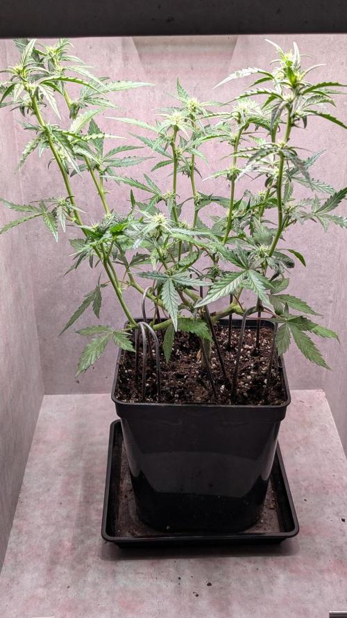 Hindu Kush Auto Sensi Seeds. Week 7 - Day 44