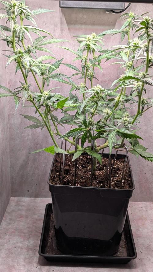 Hindu Kush Auto Sensi Seeds. Week 7 - Day 46