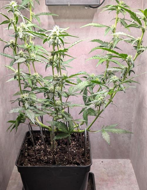 Hindu Kush Auto Sensi Seeds. Week 7 - Day 47