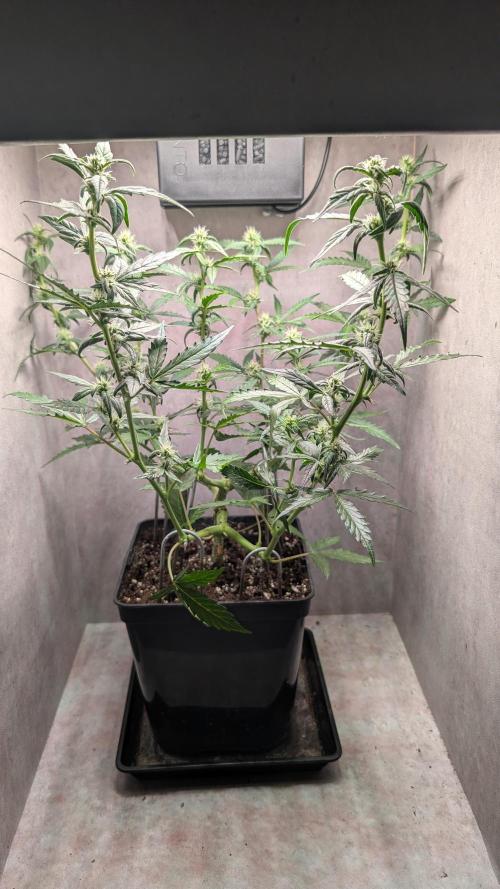 Hindu Kush Auto Sensi Seeds. Week 7 - Day 48
