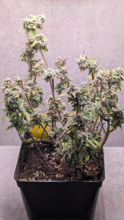 Skunk Auto Fast Buds Mini Grow. Week 14 - Day 99