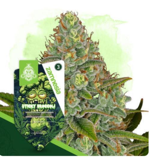 Eternity Grow Cup  Sticky Broccoli Auto. Week 0