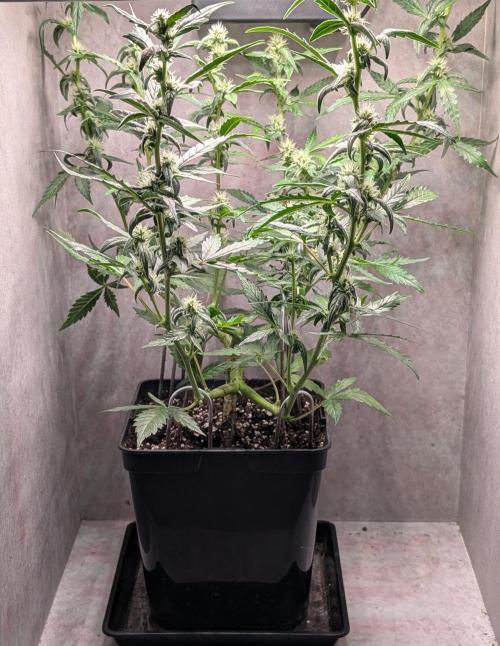 Hindu Kush Auto Sensi Seeds. Week 8 - Day 51