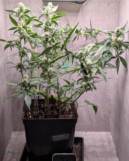 Hindu Kush Auto Sensi Seeds. Week 8 - Day 52