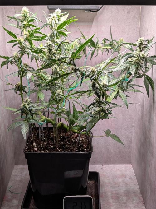 Hindu Kush Auto Sensi Seeds. Week 8 - Day 53