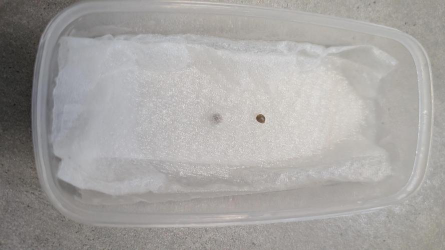 Eternity Grow Cup  Sticky Broccoli Auto. Week 0