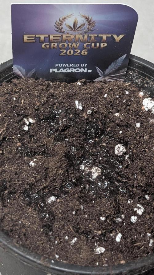 Eternity Grow Cup  Sticky Broccoli Auto. Week 0