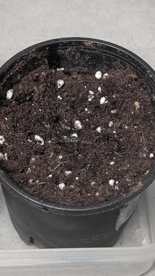 Permanent Jealousy XL Auto Sweet Seeds. Week 0