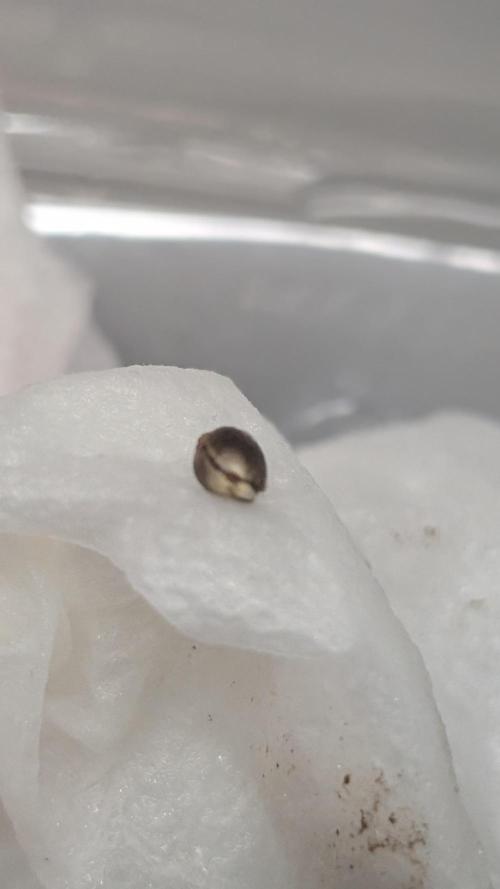 Permanent Jealousy XL Auto Sweet Seeds. Week 0