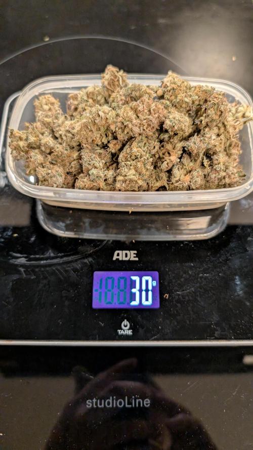 Skunk Auto Fast Buds Mini Grow. Week 14