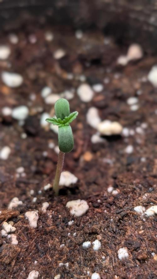 Permanent Jealousy XL Auto Sweet Seeds. Week 1 - Day 1