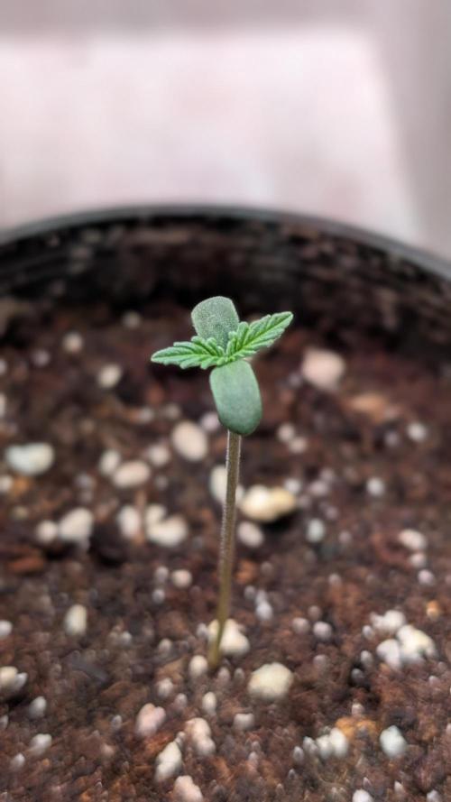 Permanent Jealousy XL Auto Sweet Seeds. Week 1 - Day 2