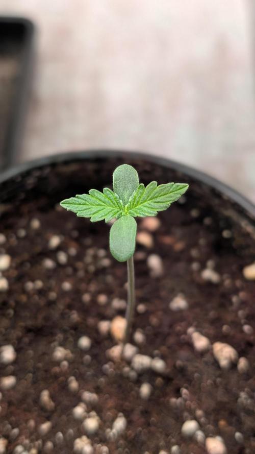 Permanent Jealousy XL Auto Sweet Seeds. Week 1 - Day 3