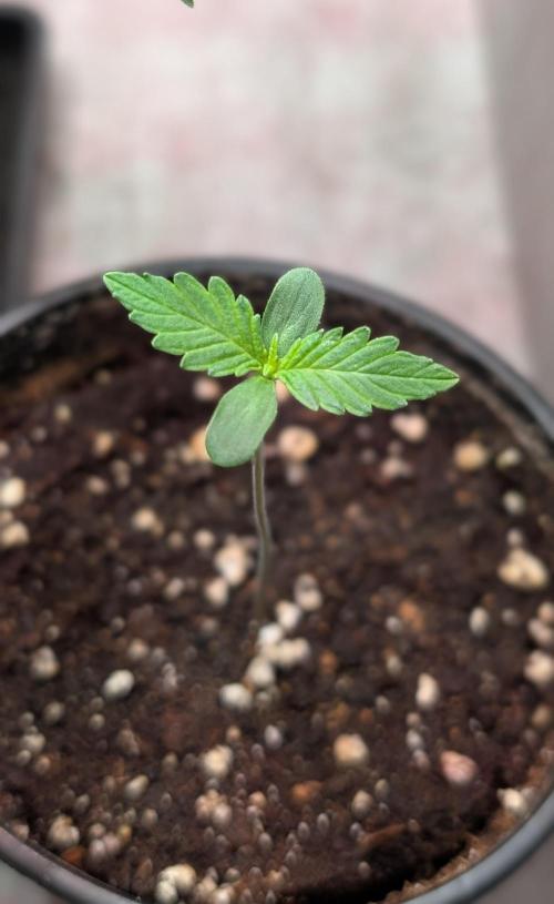 Permanent Jealousy XL Auto Sweet Seeds. Week 1 - Day 4