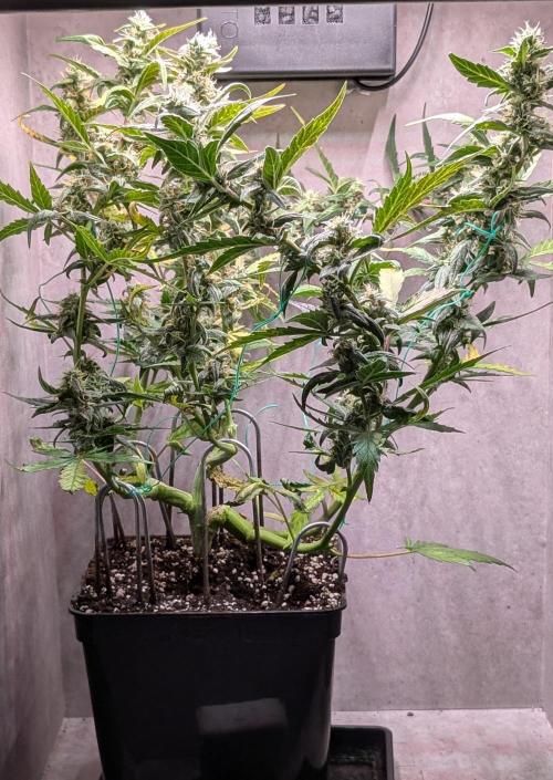 Hindu Kush Auto Sensi Seeds. Week 9 - Day 62