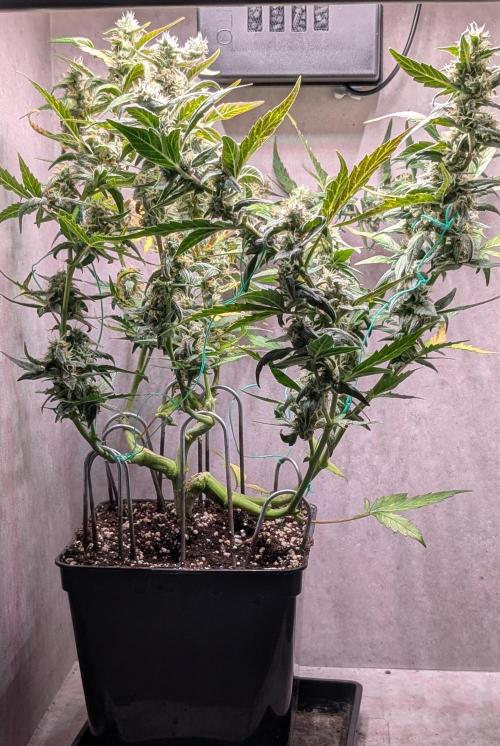 Hindu Kush Auto Sensi Seeds. Week 9 - Day 63