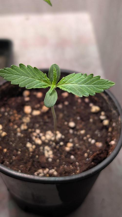 Permanent Jealousy XL Auto Sweet Seeds. Week 1 - Day 5