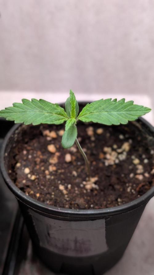 Permanent Jealousy XL Auto Sweet Seeds. Week 1 - Day 6