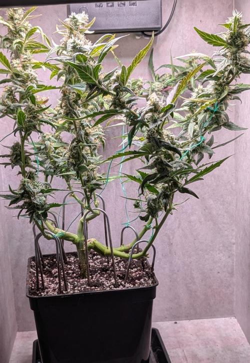Hindu Kush Auto Sensi Seeds. Week 10 - Day 64