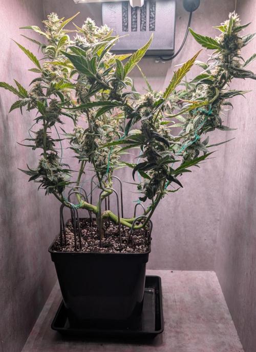 Hindu Kush Auto Sensi Seeds. Week 10 - Day 65