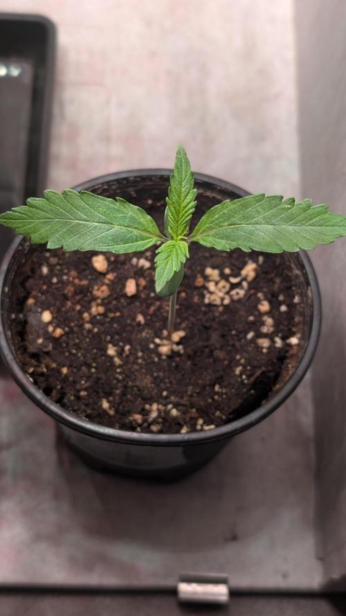 Permanent Jealousy XL Auto Sweet Seeds. Week 1 - Day 7